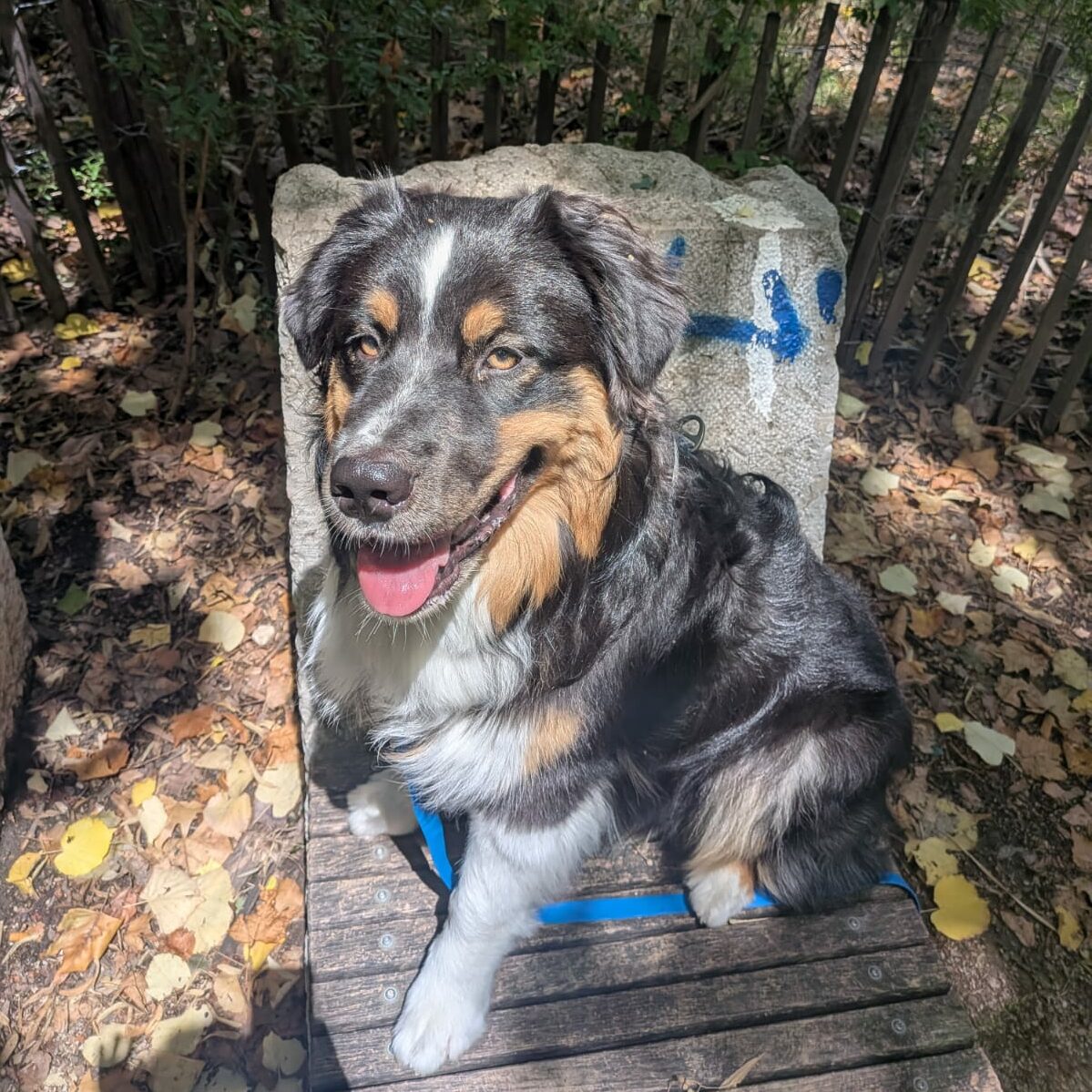 Cours Individuels pour chien à éduquer et dressage