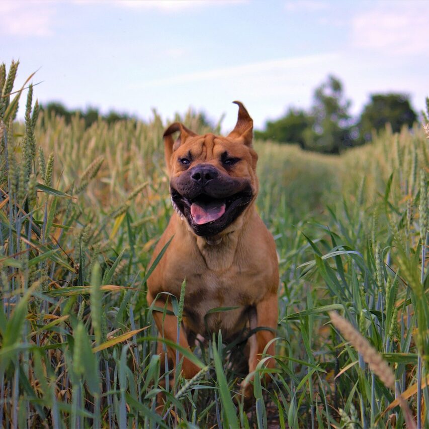 Formation Chien de Catégorie à Lyon 9