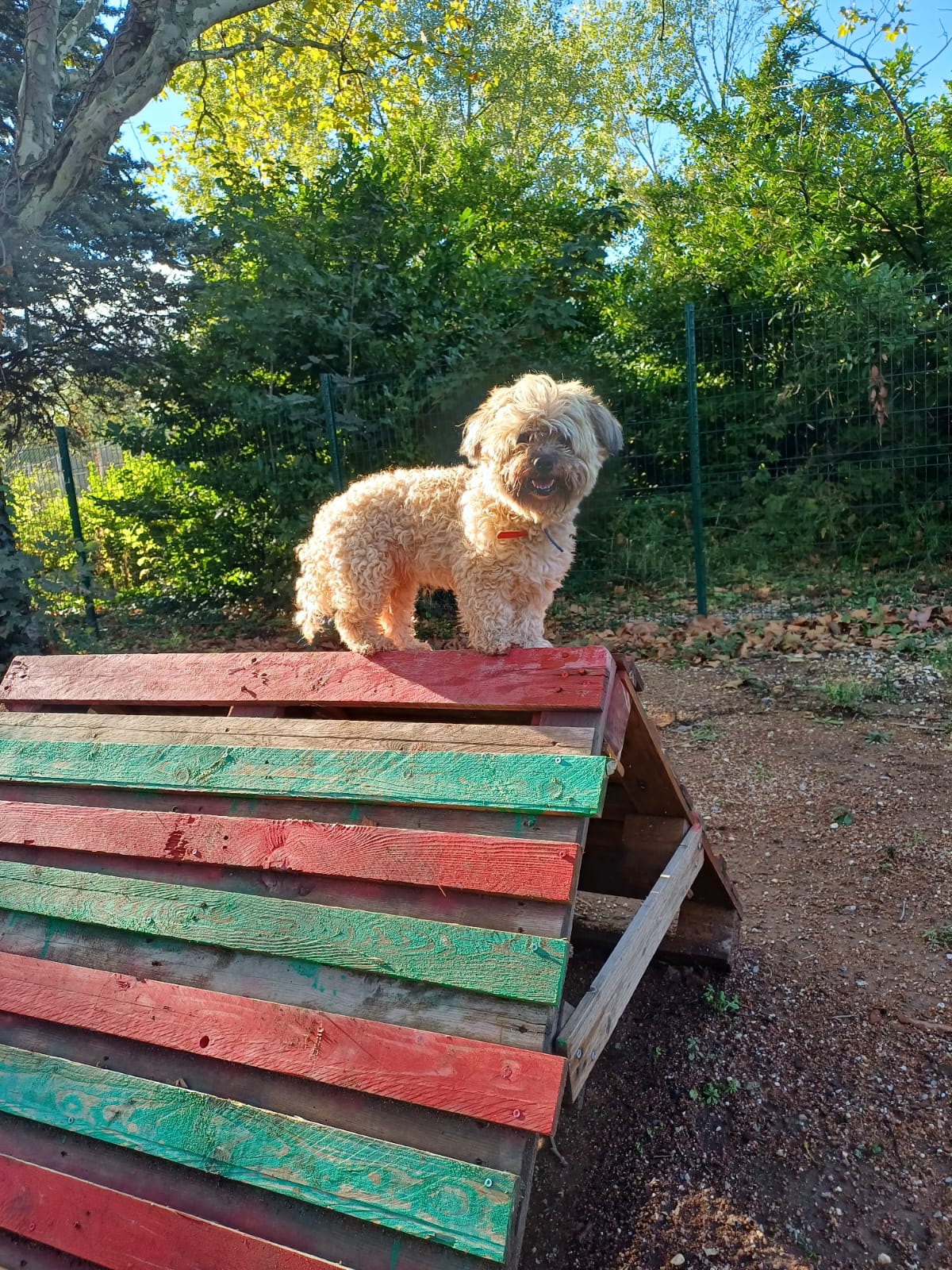 Méthode éducation canine positive & bienveillante