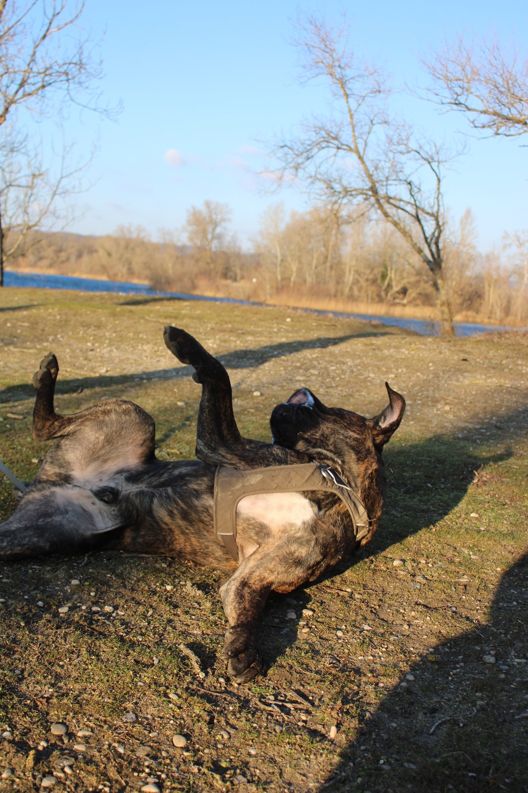 Parcours éducatrice canine professionel diplômée d'état
