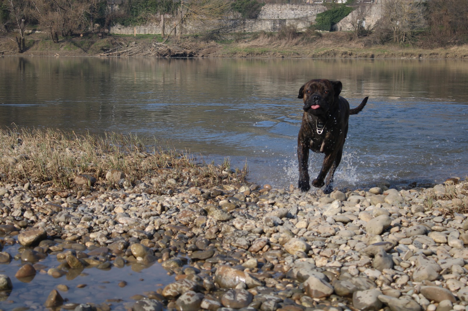 To Dog éducatrice canine à Lyon pour chiens