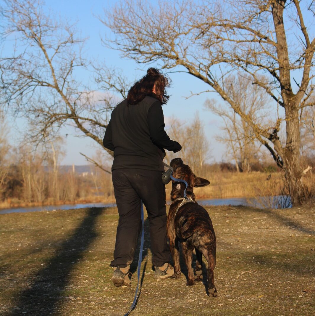 Cours d'éducation pour l'obéissance du chien en méthode positive à Lyon