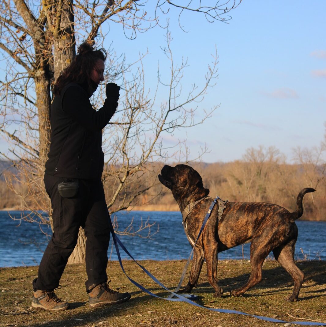 éducatrice canine à Lyon en cours individuel d'éducation canine