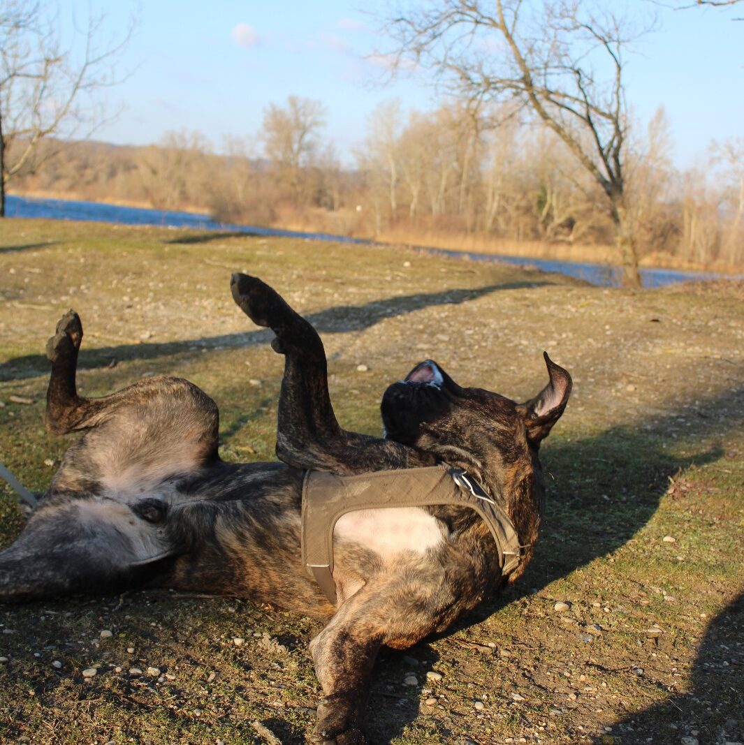 Chien qui s'amuse en cours d'éducation canine en séance individuel