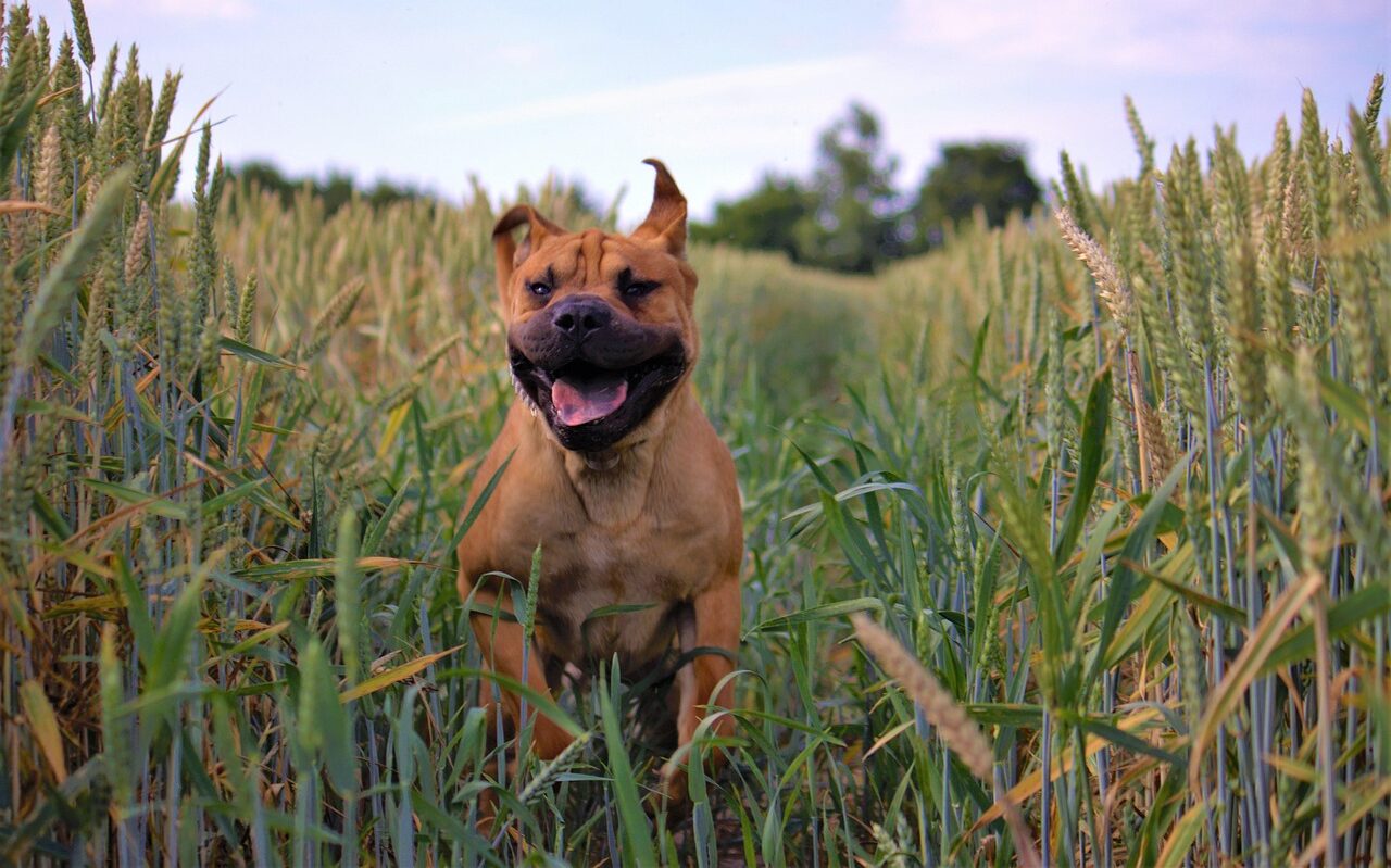 Chien qui court en nature à Lyon pendant une balade collective