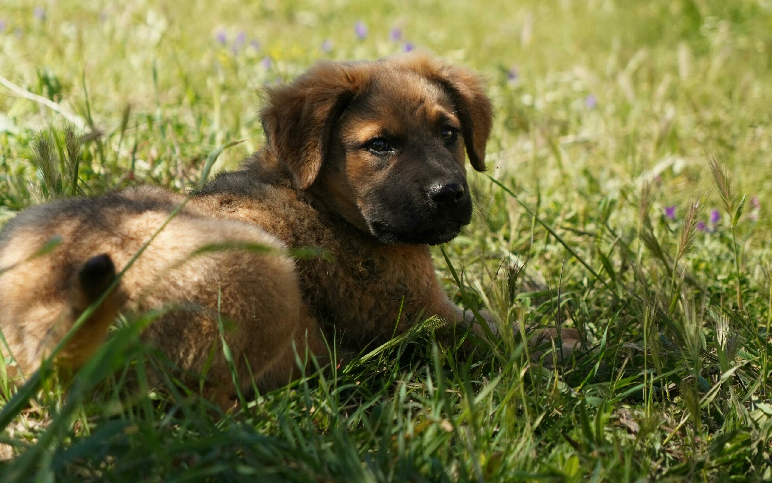 Chien pendant un cours d'éducation canine à Lyon pour les apprentissages de base